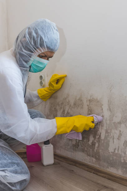 Best Environmental Consulting for Mold Prevention  in Grantsville, UT